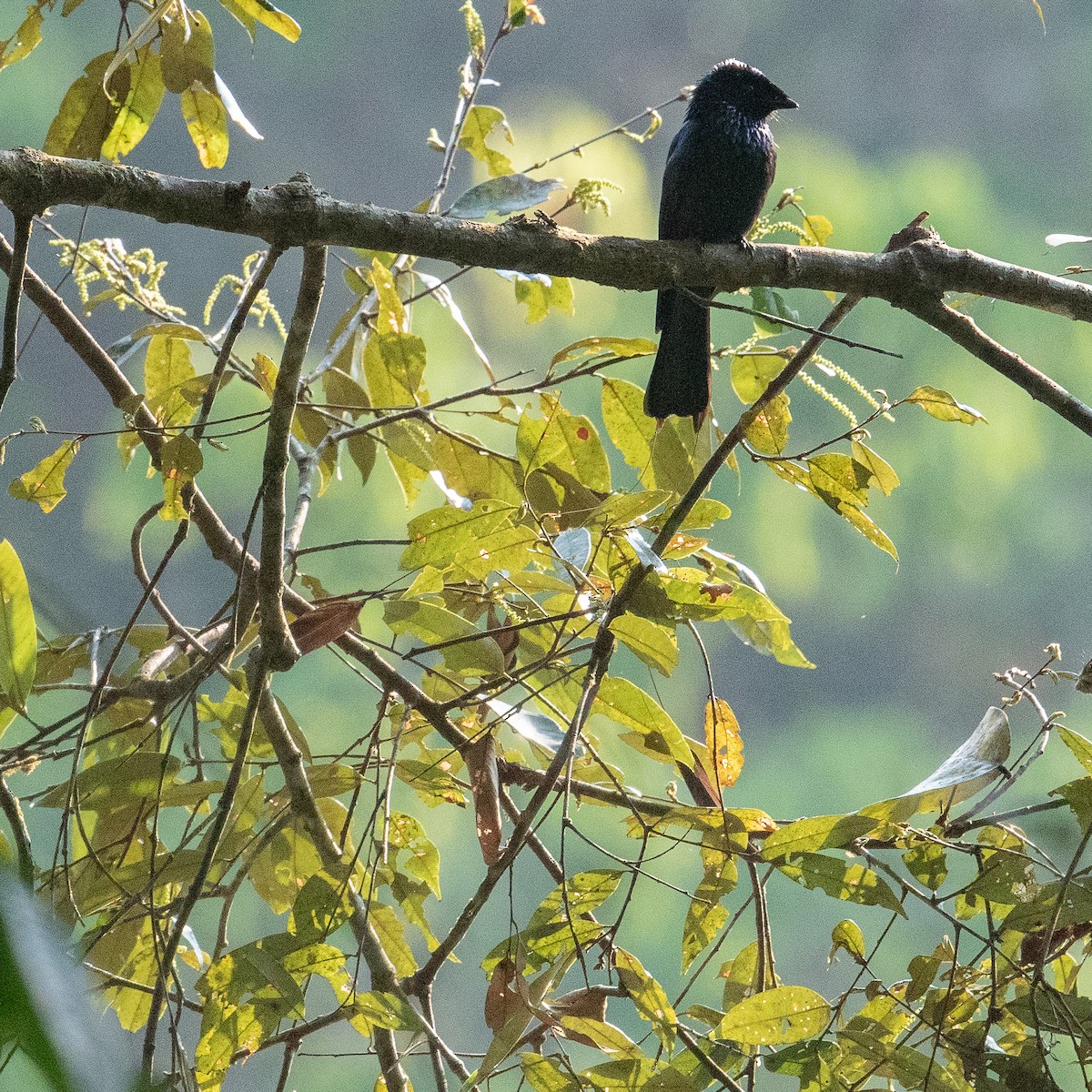 Lesser Racket-tailed Drongo - ML612479706