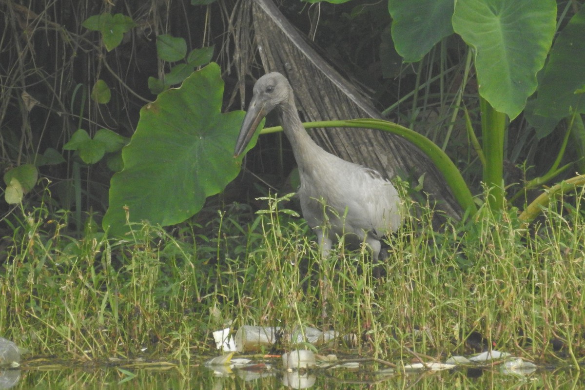 Asian Openbill - ML612479725