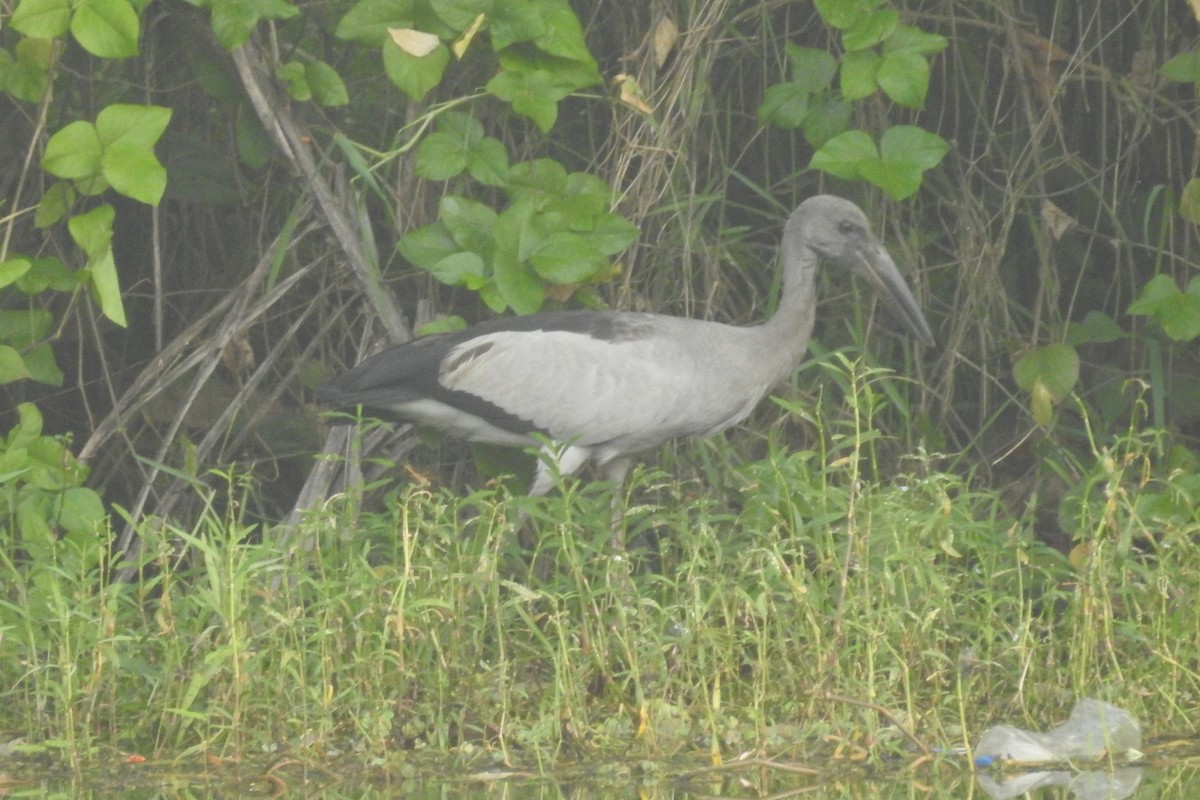 Asian Openbill - ML612479726