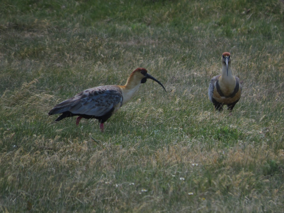 Black-faced Ibis - ML612479731