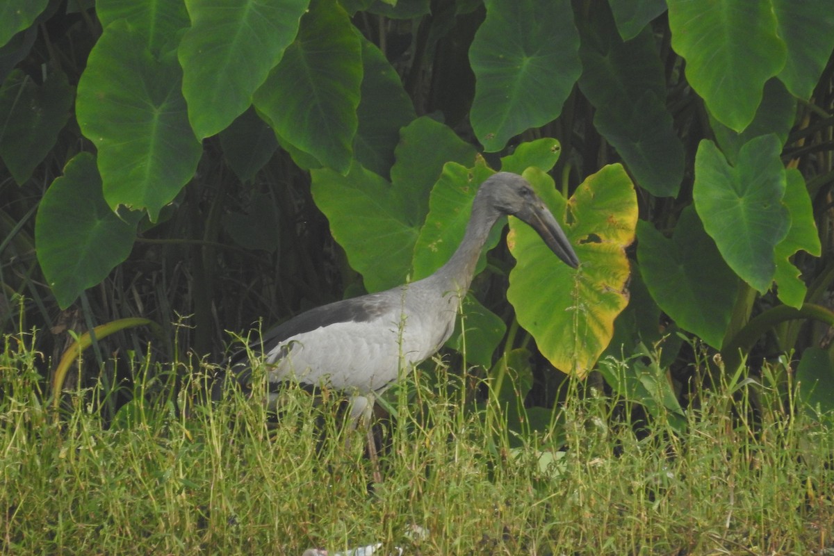 Asian Openbill - ML612479736