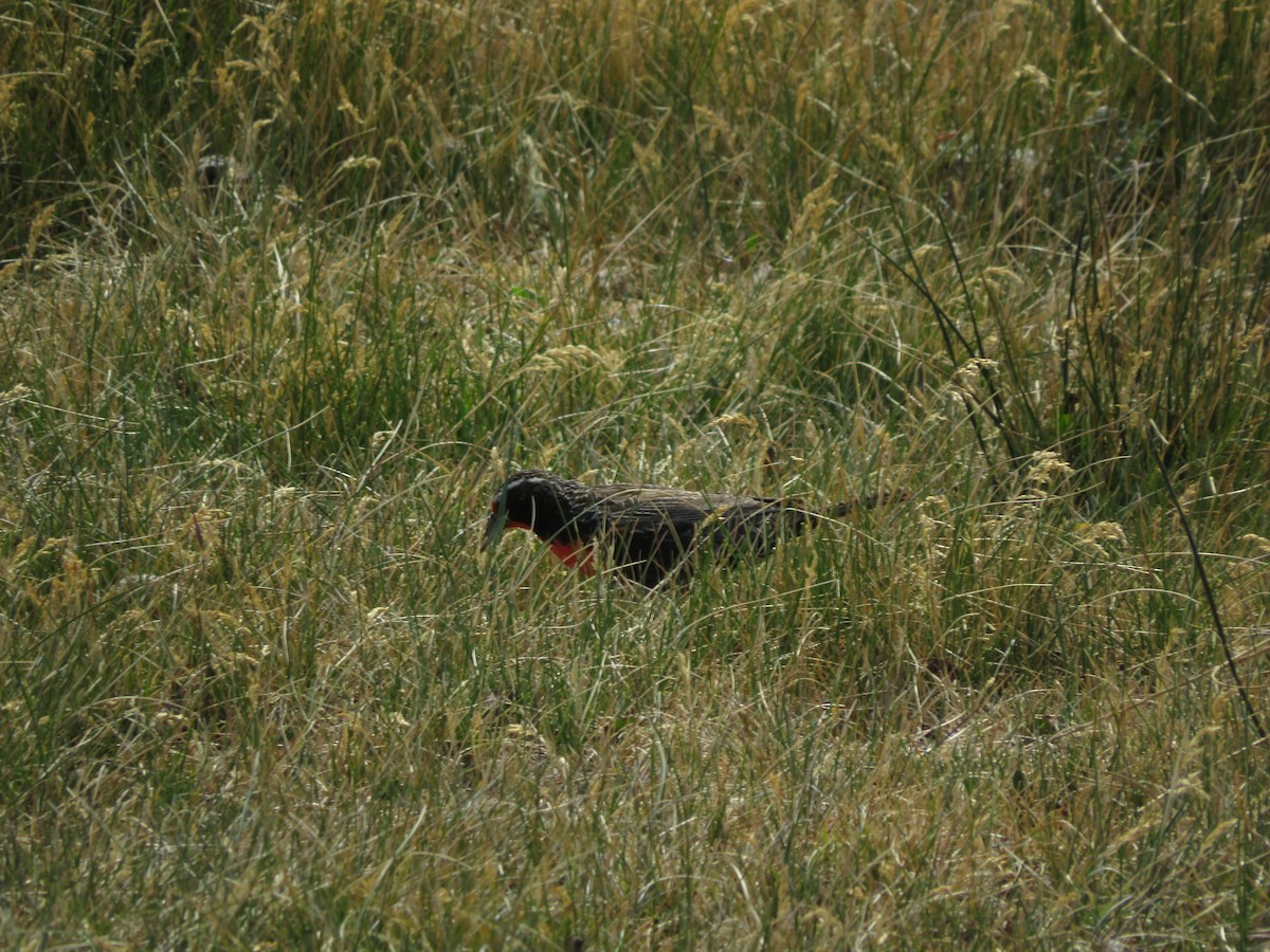 Long-tailed Meadowlark - ML612479738