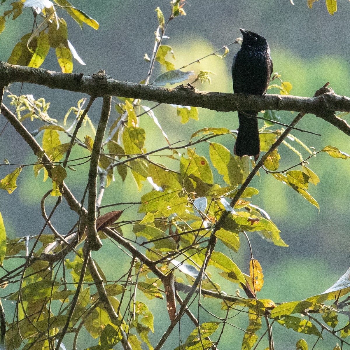 Lesser Racket-tailed Drongo - ML612479747