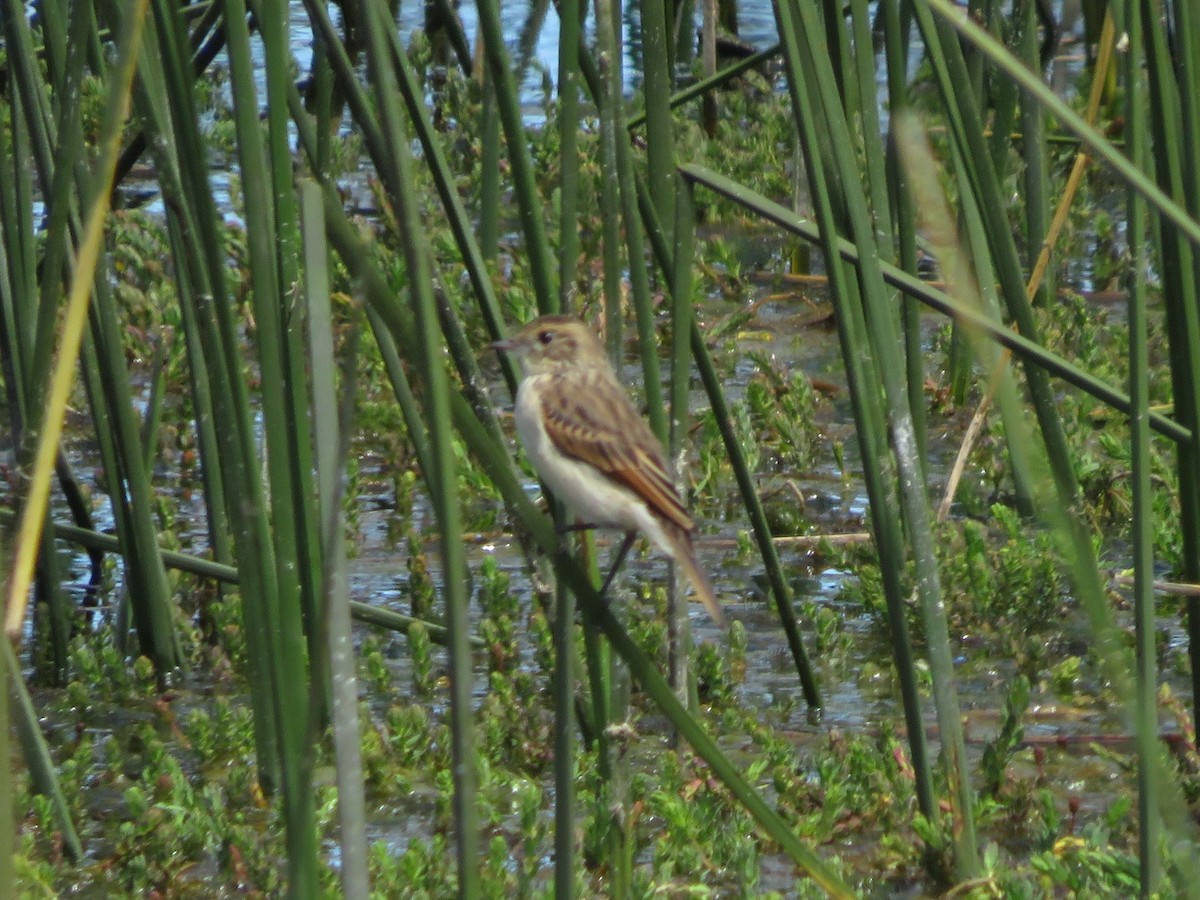 Spectacled Tyrant - ML612479751