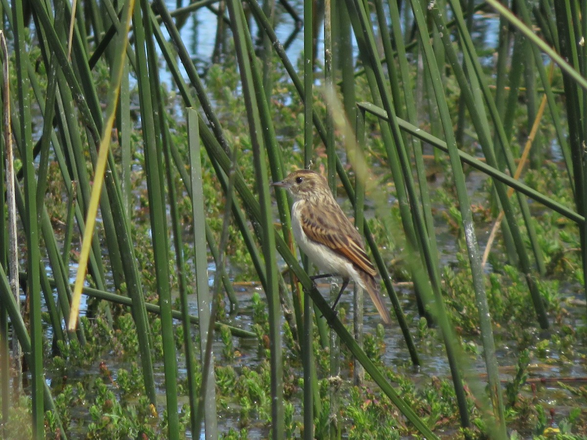 Spectacled Tyrant - ML612479752