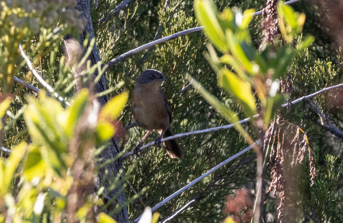 Victorin's Warbler - ML612479753