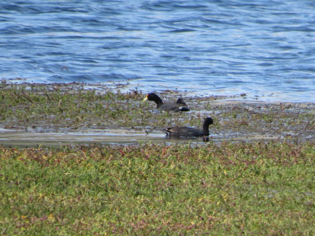 White-winged Coot - ML612479760