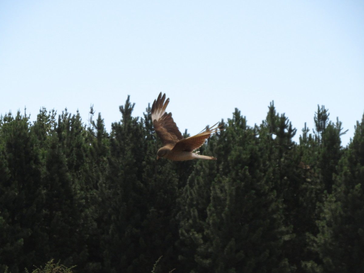 Caracara Chimango - ML612479762