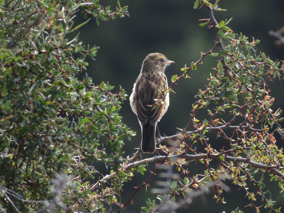 Spectacled Tyrant - ML612479774