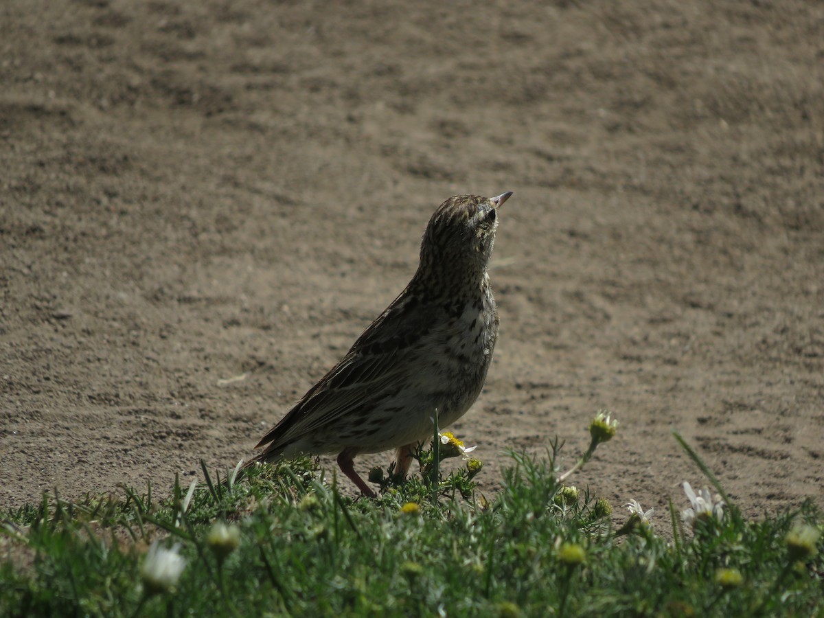 Correndera Pipit - ML612479776