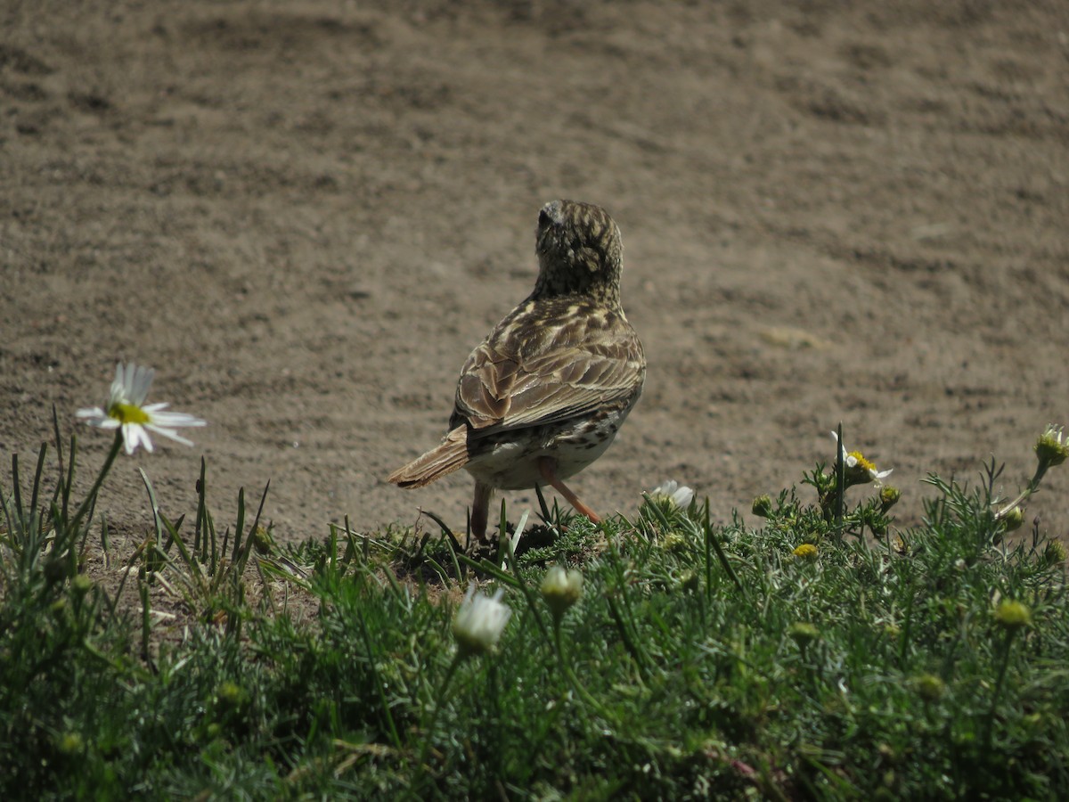 Correndera Pipit - ML612479777