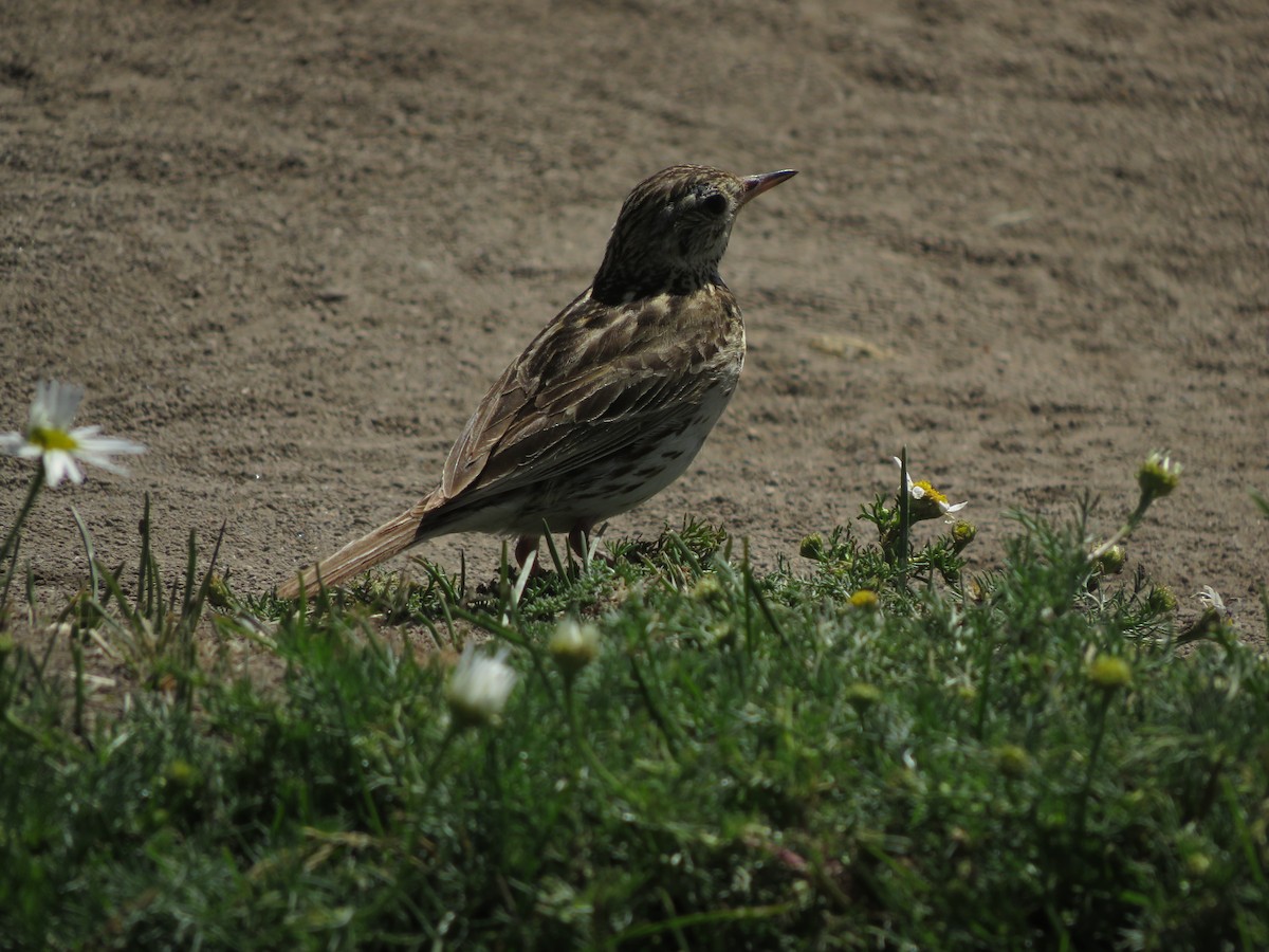 Correndera Pipit - ML612479778