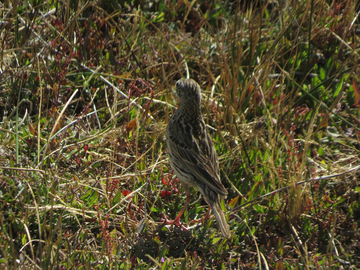 Correndera Pipit - ML612479780