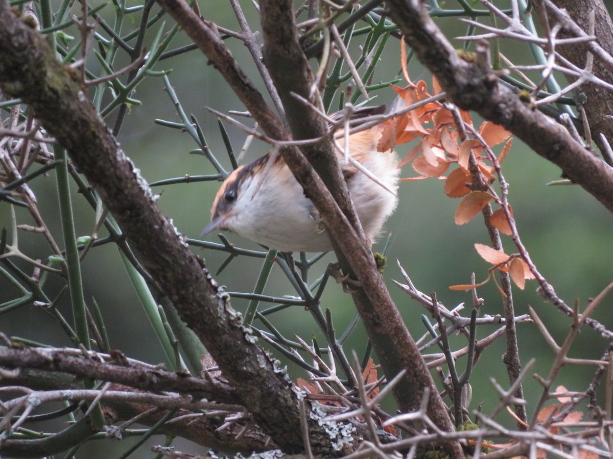 Thorn-tailed Rayadito - ML612479786