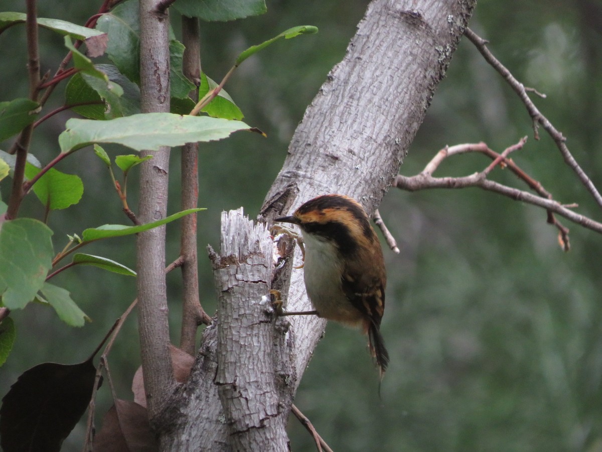 Thorn-tailed Rayadito - ML612479792