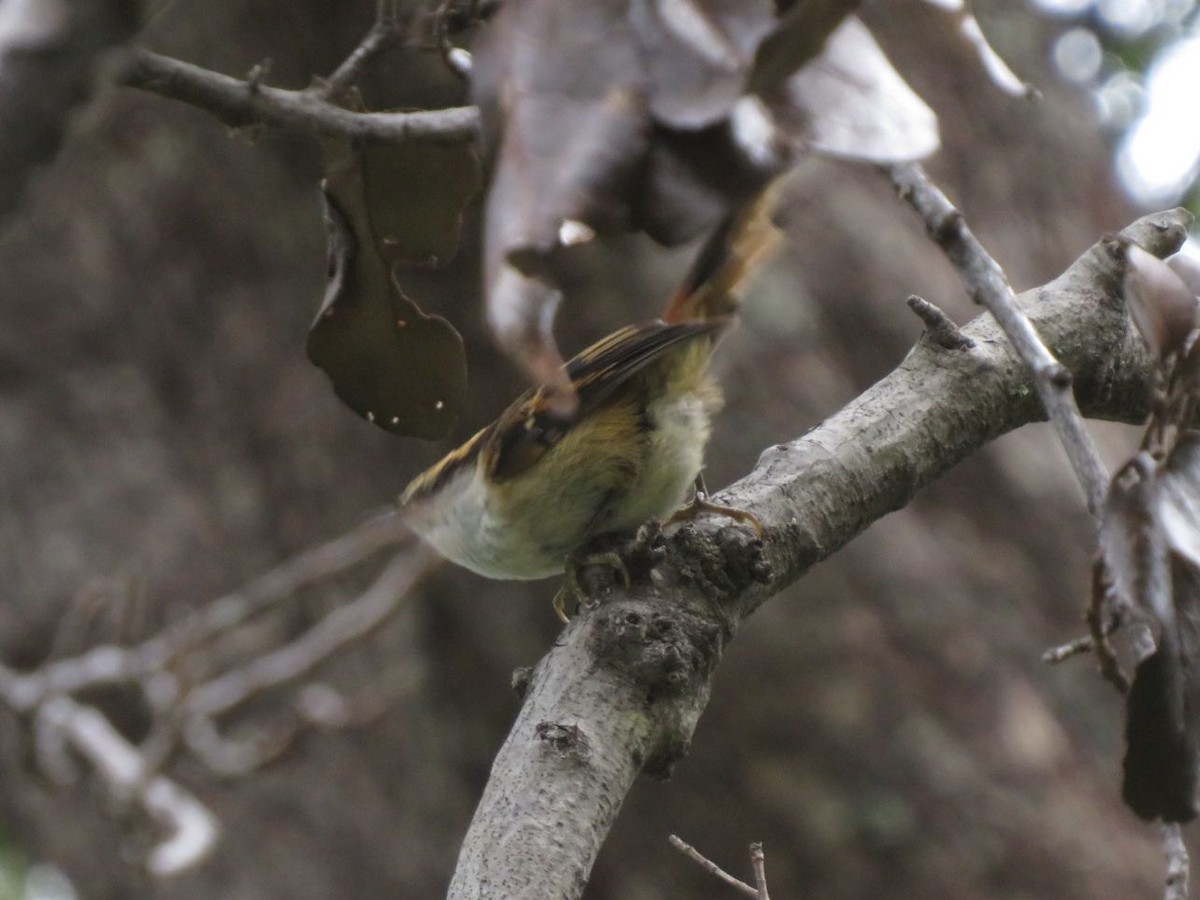 Thorn-tailed Rayadito - ML612479793