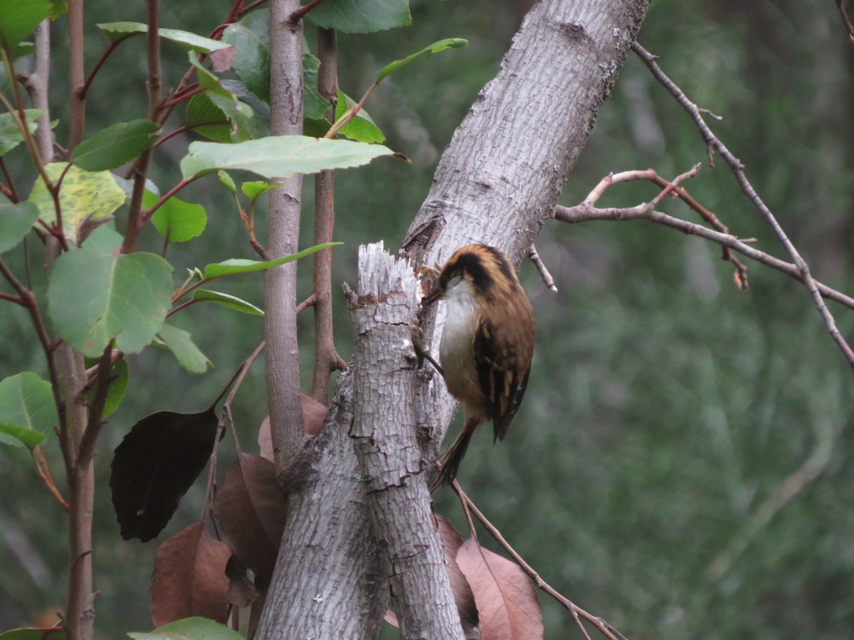 Thorn-tailed Rayadito - ML612479794