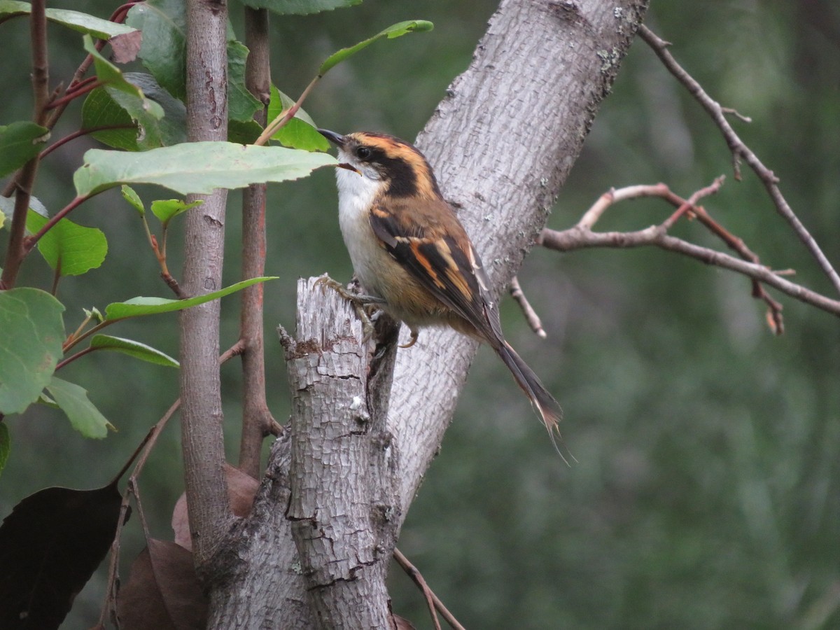 Thorn-tailed Rayadito - ML612479795