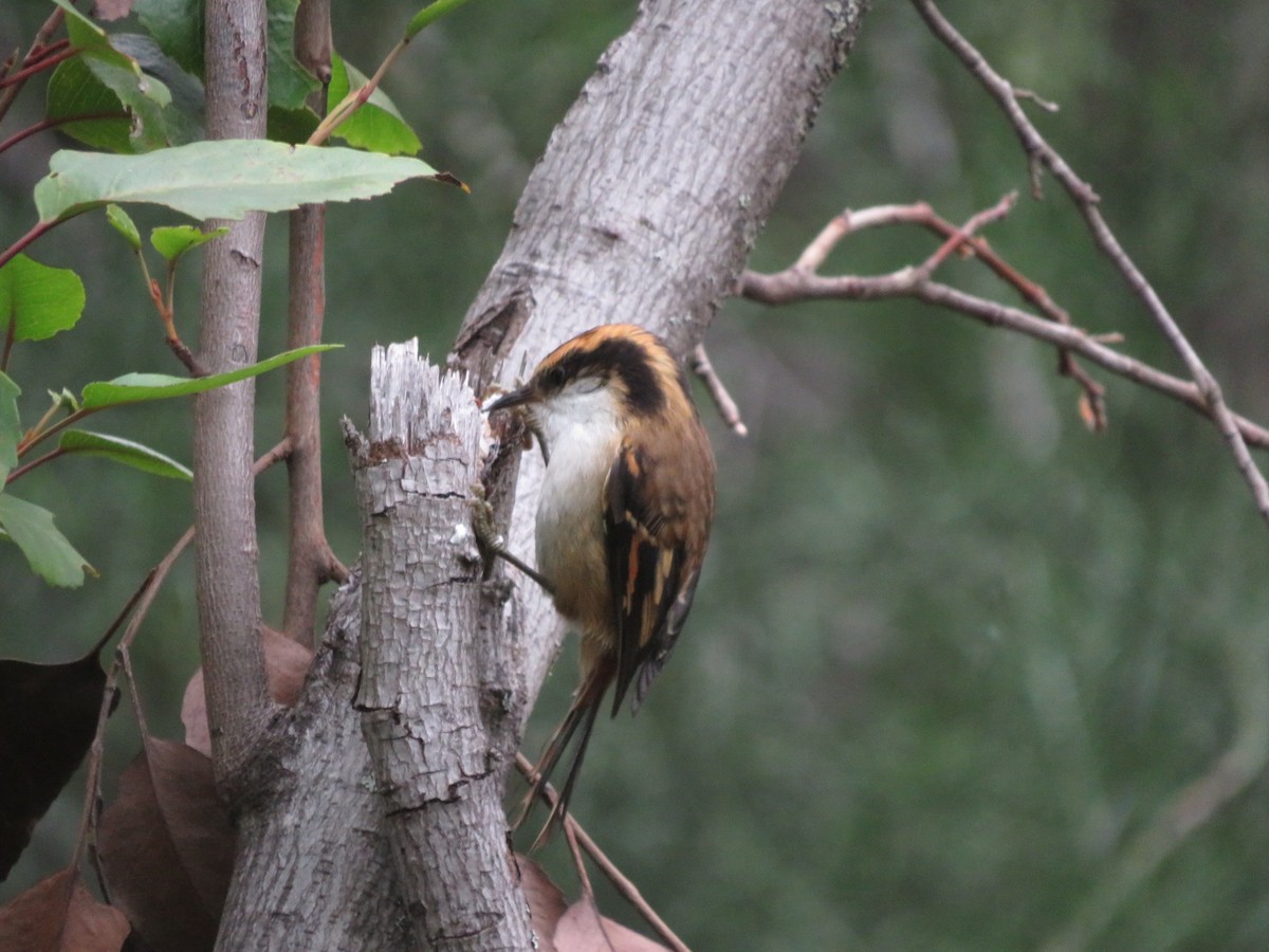 Thorn-tailed Rayadito - ML612479796