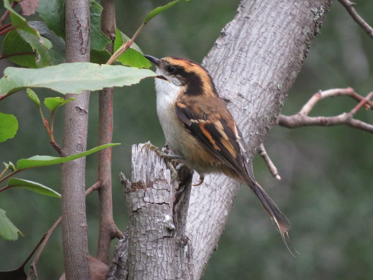 Thorn-tailed Rayadito - ML612479797