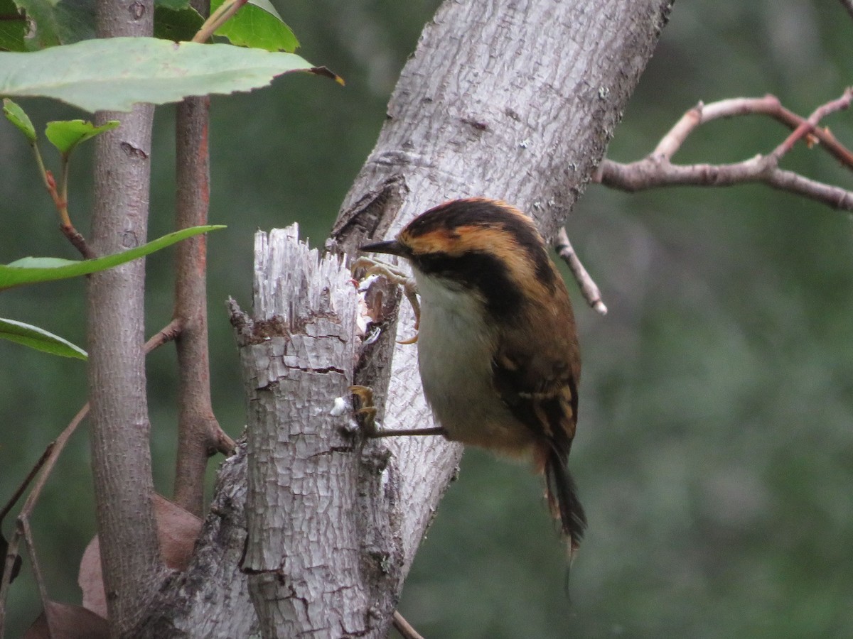 Thorn-tailed Rayadito - ML612479798