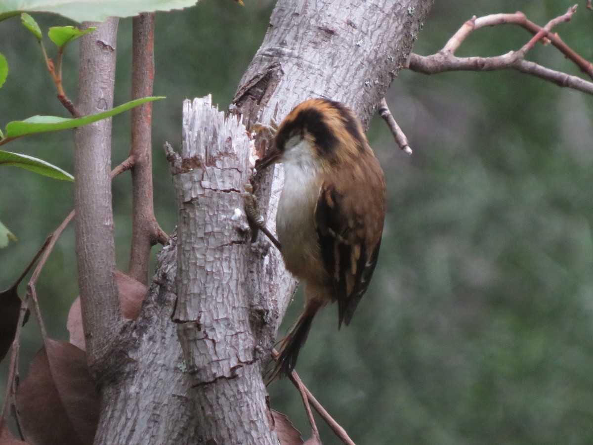 Thorn-tailed Rayadito - ML612479799