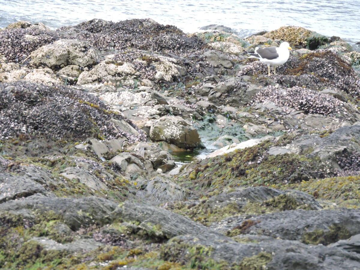 Kelp Gull (dominicanus) - ML612479865