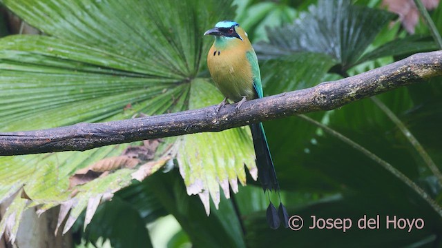 Diademmotmot - ML612479874