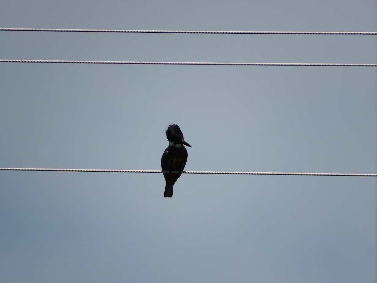 Ringed Kingfisher - Ezequiel Vera