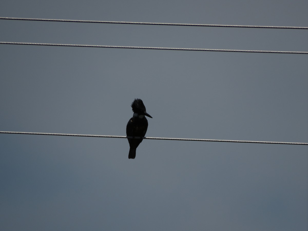 Ringed Kingfisher - ML612479885