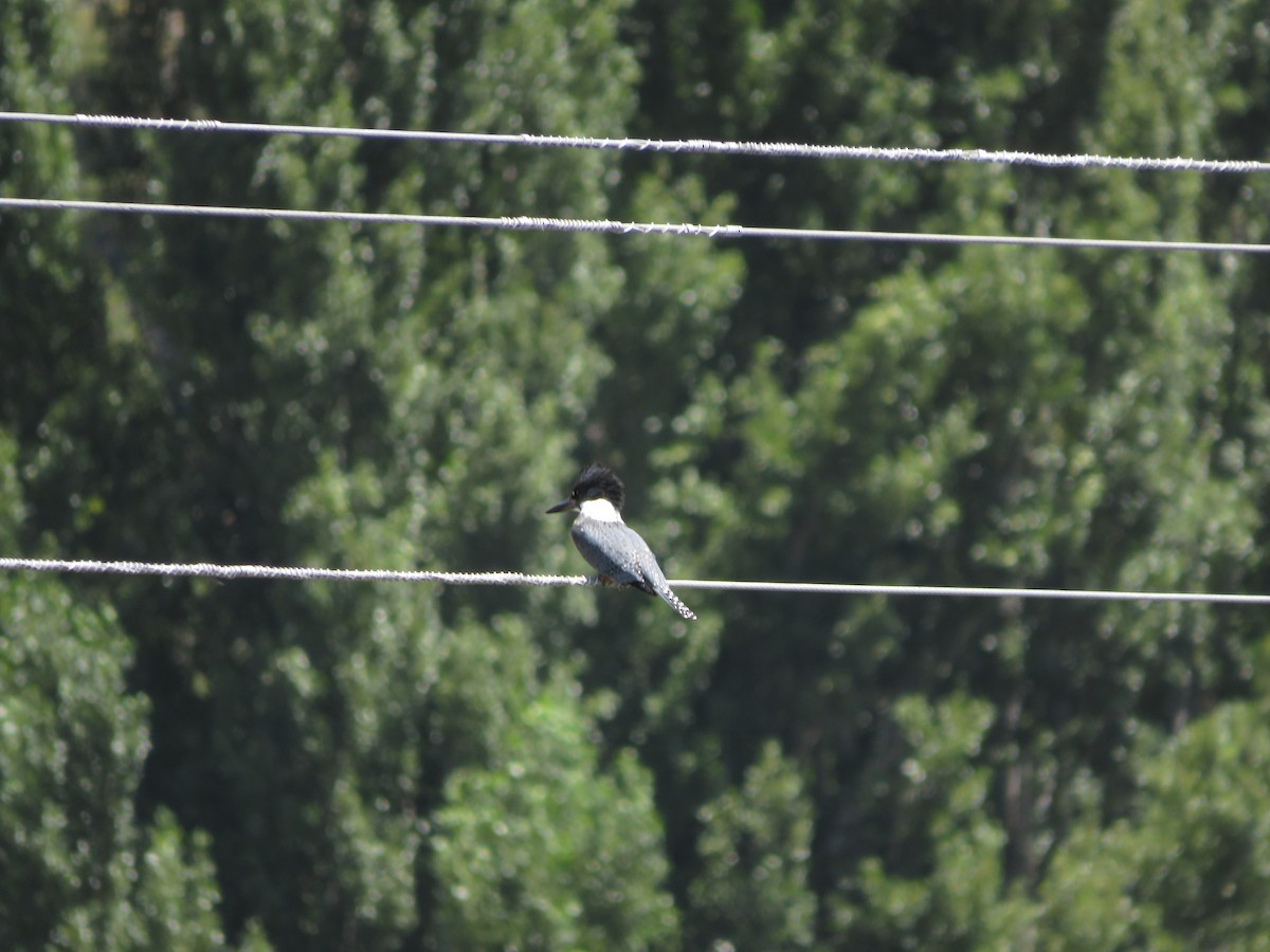 Ringed Kingfisher - ML612479887