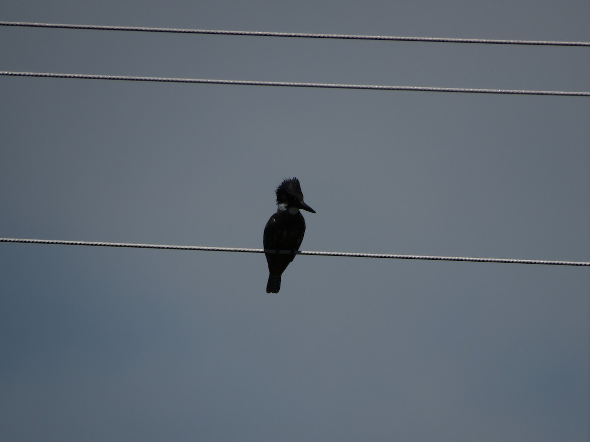 Ringed Kingfisher - ML612479889