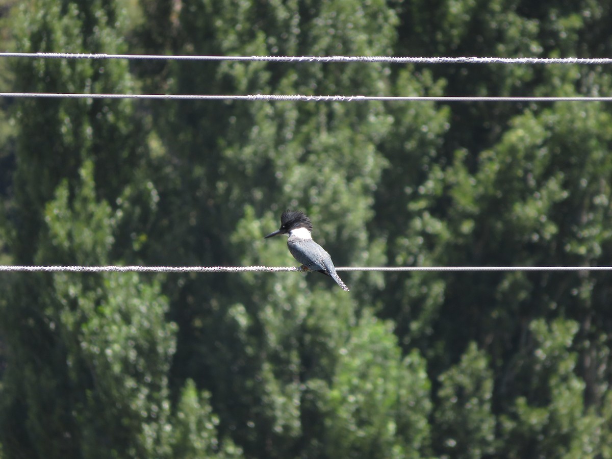 Ringed Kingfisher - ML612479891