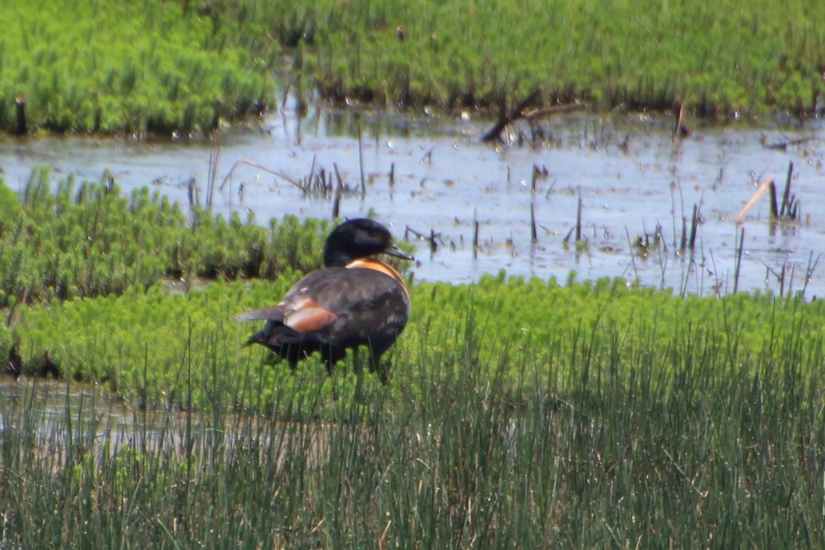 Australian Shelduck - ML612480005