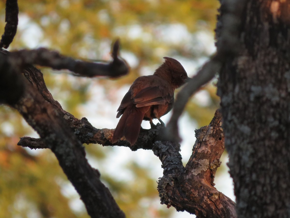 Brown Cacholote - ML612480012