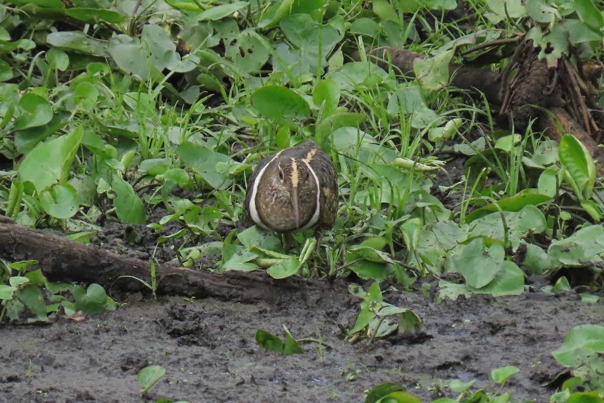 Australian Painted-Snipe - ML612480021