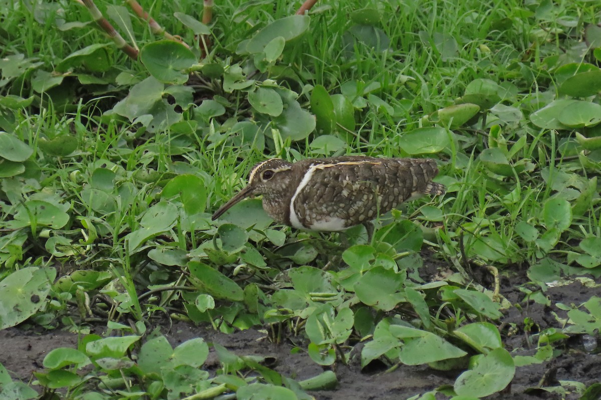 Australian Painted-Snipe - ML612480024