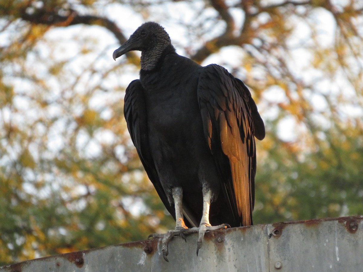 Black Vulture - ML612480040