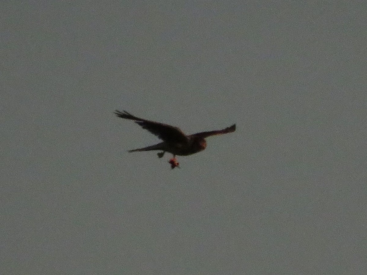 American Kestrel - ML612480049