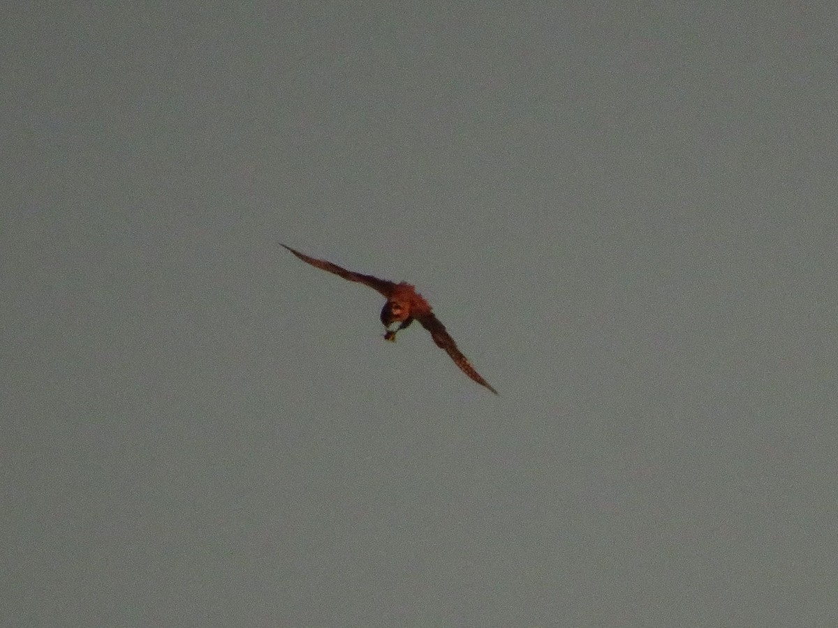 American Kestrel - ML612480057