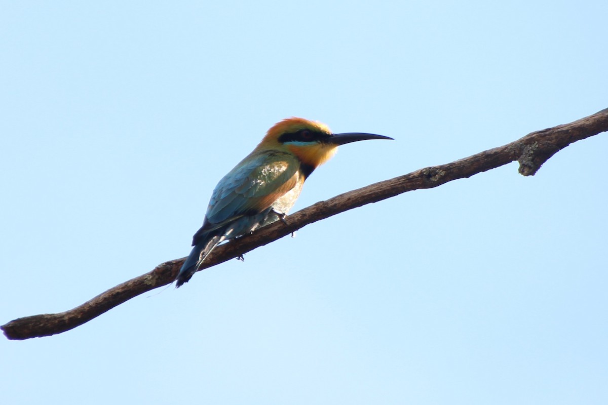 Rainbow Bee-eater - ML612480065