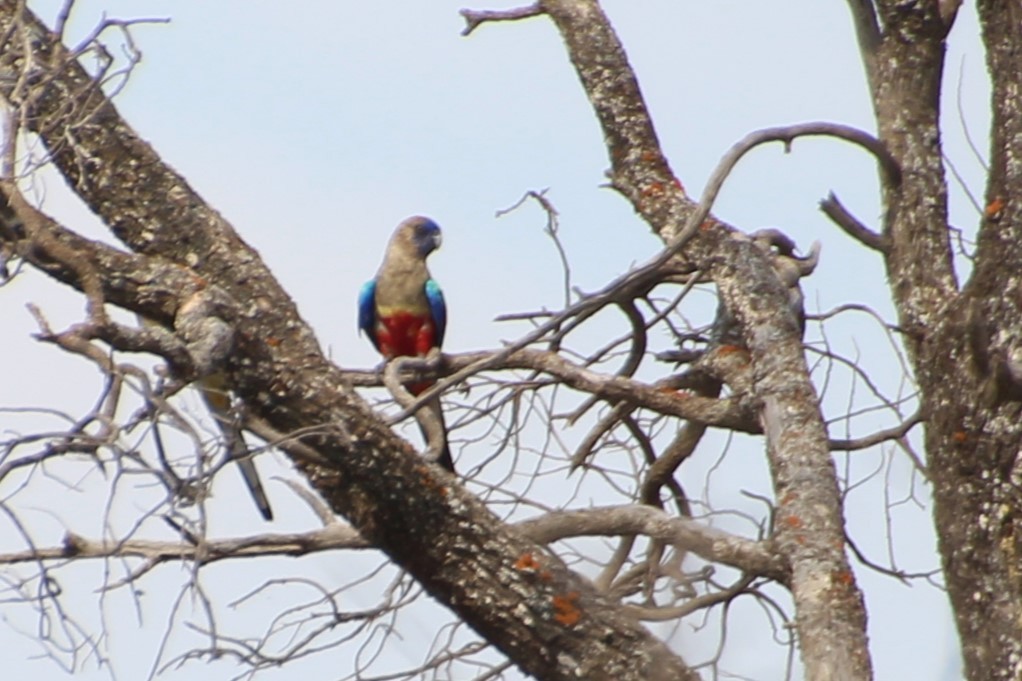 Perico Cariazul (haematogaster/pallescens) - ML612480069