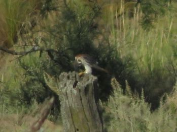 American Kestrel - ML612480073