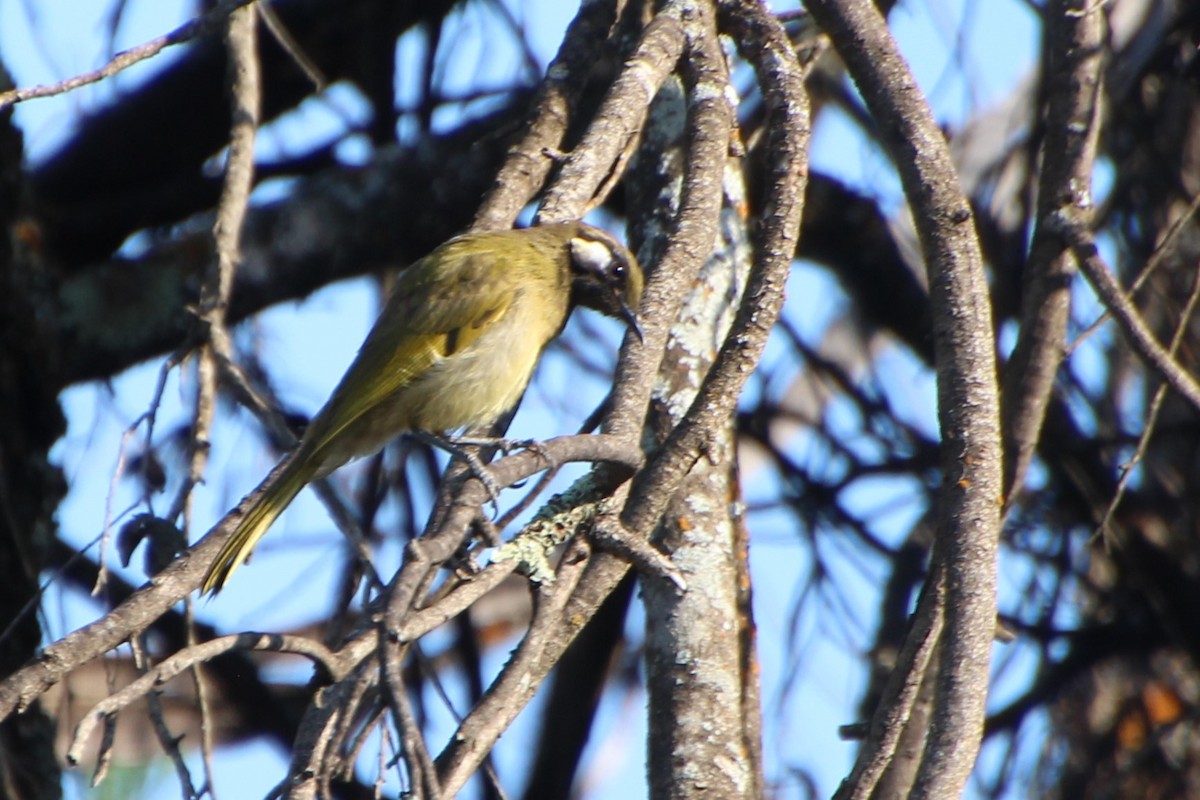 White-eared Honeyeater - Michael Shearston