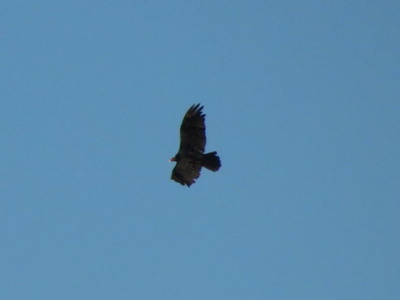 Turkey Vulture - ML612480079