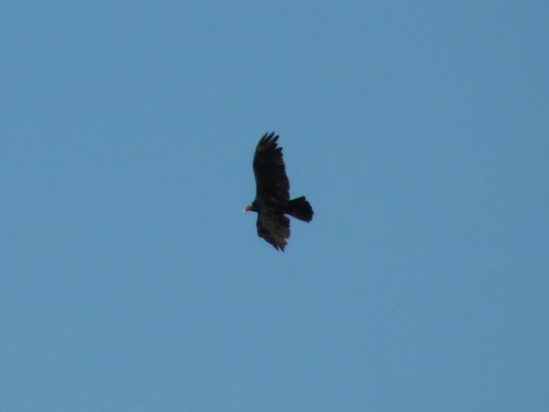 Turkey Vulture - ML612480080