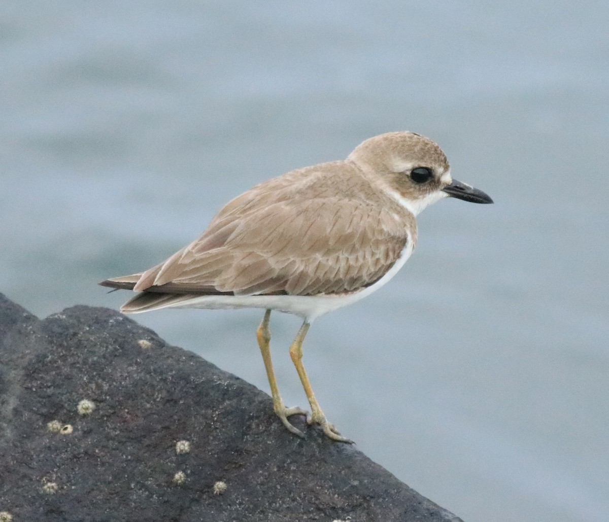 Greater Sand-Plover - ML612480081