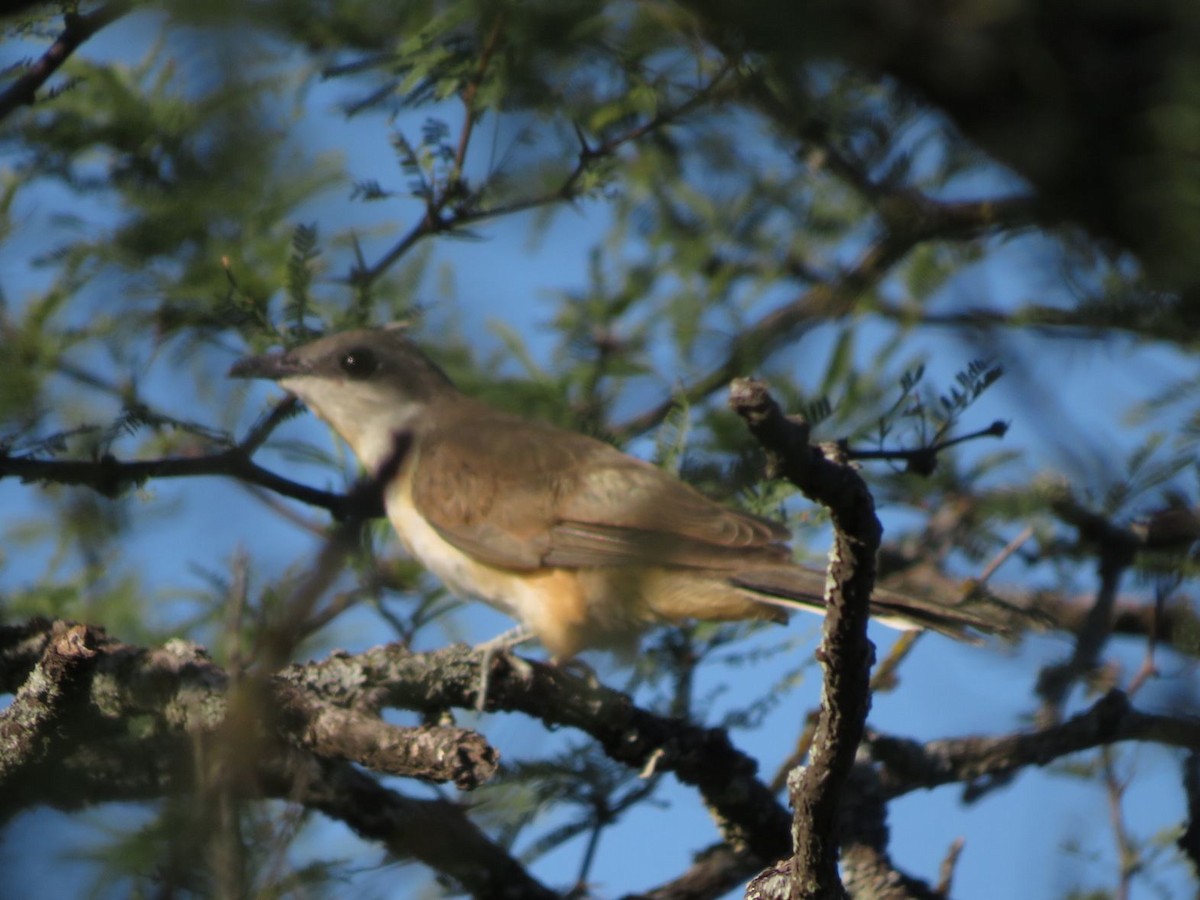 Dark-billed Cuckoo - ML612480102