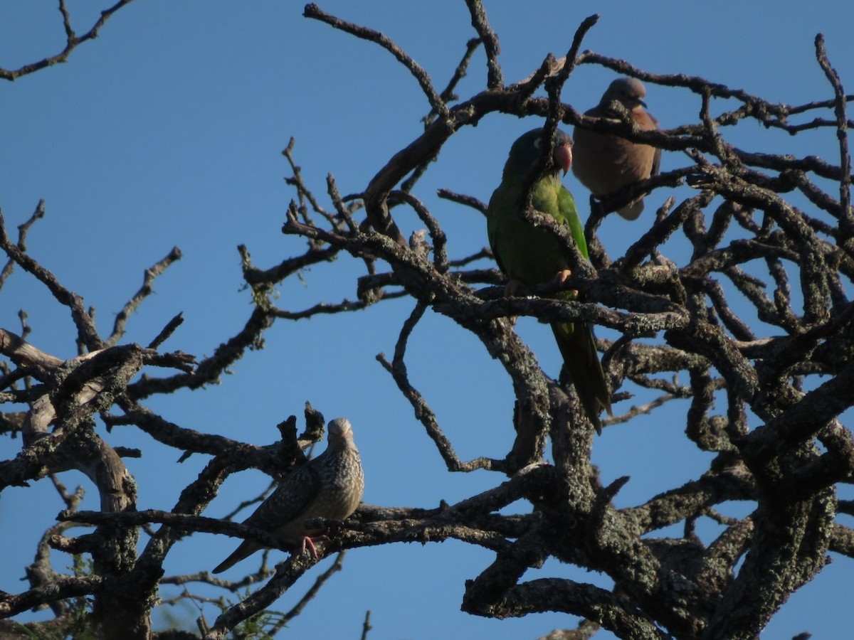 Dark-billed Cuckoo - ML612480107