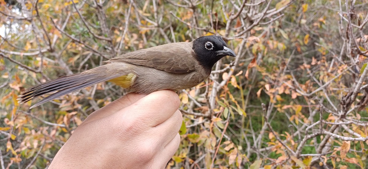 White-spectacled Bulbul - ML612480110